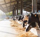 US milk production and cow numbers rise again in June
