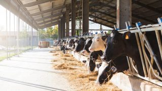 US milk production and cow numbers rise again in June
