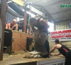 New Zealander sets new sheep shearing world record