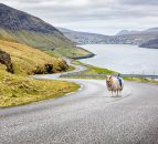 Video: Google recruits sheep to map out the Faroe Islands in the North Atlantic