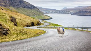 Video: Google recruits sheep to map out the Faroe Islands in the North Atlantic