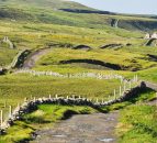 Corncrake may become no more than a memory if habitat degradation continues