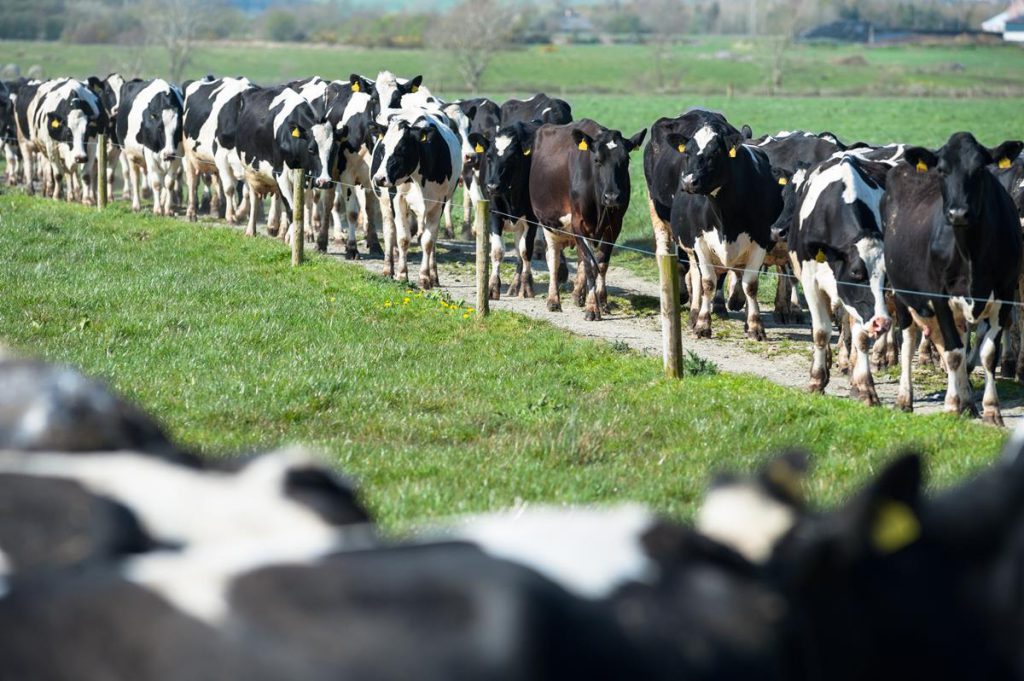 dairy
