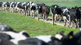 FrieslandCampina increases milk price for November