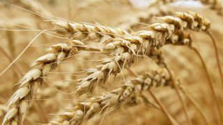 ‘La catastrophe’ – French harvest set to be worst in decades