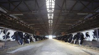 Australian milk production falls 2% on 2014/15 season