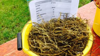 Silage quality shock on the cards for farmers