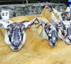Over 2,000 sheep up for sale at this year's Borris Ewe show and sale