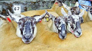 Over 2,000 sheep up for sale at this year’s Borris Ewe show and sale