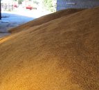 Glanbia advance payment scheme opens to grain grower members