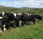 China’s dairy import figures grow by 20%