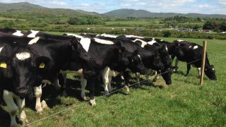 EU milk output on the rise, despite shrinking herd
