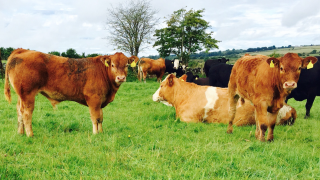 North’s incentivisation scheme for the removal of BVD-infected calves to close