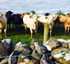 Less 'attractive' Irish beef driving UK cattle prices higher