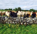 Cattle supplies on the rise as beef farmers face uncertain autumn