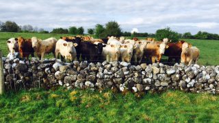 Cattle supplies on the rise as beef farmers face uncertain autumn