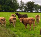 British cattle trade continues its march upwards