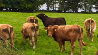 British cattle trade continues its march upwards