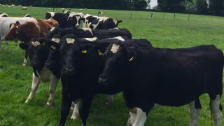UK/Irish beef price differential rises to 60c/kg