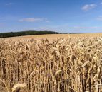 Student blog: Harvest 2016 means plenty of long hours on 2,500ha tillage farm