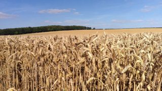 Student blog: Harvest 2016 means plenty of long hours on 2,500ha tillage farm