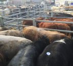Germany proposes to ban sending heavily pregnant cows to slaughter