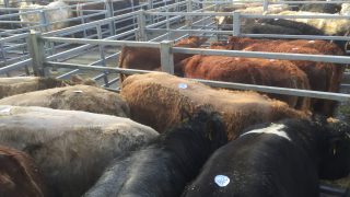 Germany proposes to ban sending heavily pregnant cows to slaughter