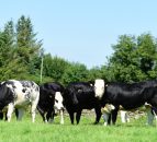 Dovea Genetics to auction six heifers in aid of Bothar