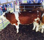 Interested in Fleckvieh cattle? - Check them out at the Ploughing