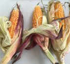 Maize yields set to increase by 20-25% after an 'extraordinary' growing season