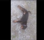 Video: Two dogs have lucky escape after they're overcome by slurry fumes