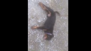 Video: Two dogs have lucky escape after they’re overcome by slurry fumes