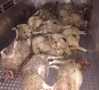 31 lambs worth almost €12,000 killed by dogs in savage attack in the UK