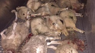 31 lambs worth almost €12,000 killed by dogs in savage attack in the UK