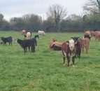 Pics: Matching conventional performance on a suckler-to-beef organic farm