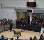 Video: Blackface ram lamb sells for over €95,000 at Scottish sale
