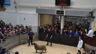 Video: Blackface ram lamb sells for over €95,000 at Scottish sale