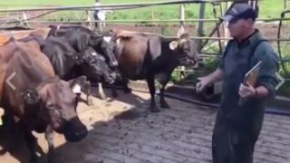 Video: One dairy farmer gives rousing milking speech to his herd