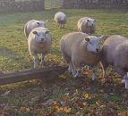 Another livestock theft reported in the North as 43 ewe lambs stolen