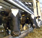 No let up in US milk supplies as November collections jump 2.6%