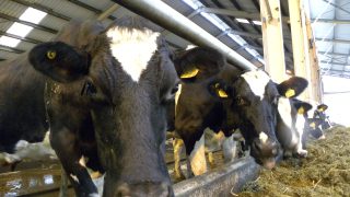 October milk production falls below 2015 levels