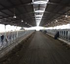 Video: Behind the scenes access to one of Morocco's largest dairy farms