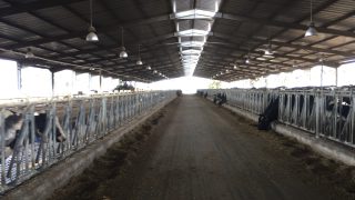 Video: Behind the scenes access to one of Morocco’s largest dairy farms