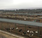 Pics: 7,000 cattle feedlot with a difference in Morocco