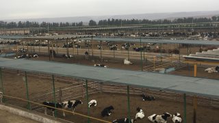 Pics: 7,000 cattle feedlot with a difference in Morocco