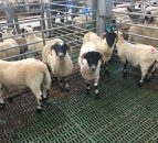Poor summer sees a carryover of hoggets in Northern Ireland