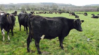 ‘Dairy farmers should check out their cows’ anatomy’