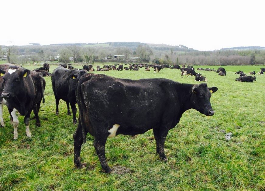 nz-cows