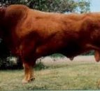 Pedigree world: A Limousin bull with a lasting impact