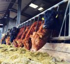 Less frequent TB testing to incentivise strengthened biosecurity